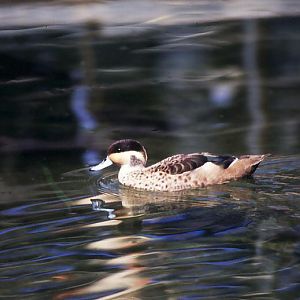 ducks for to be identified