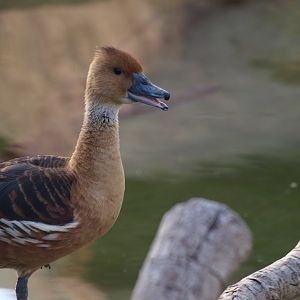 ducks for to be identified