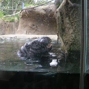 Pygmy Hippo 1-22-09