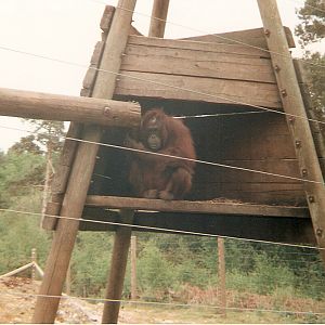 Amy the Orangutan at Monkey World, 29 May 1995
