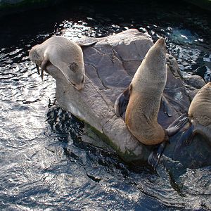 Fur Seals at Living Coasts, 8 October 2004