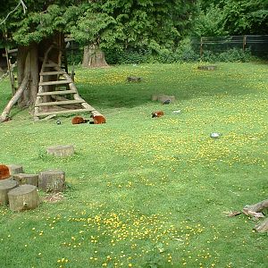 Red Ruffed Lemurs at Combe Martin Wildlife Park, 10 June 2005