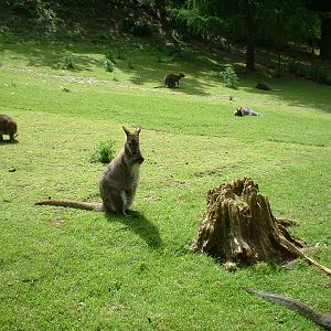 Bennett's wallabies at Combe Martin Wildlife Park, 10 June 2005