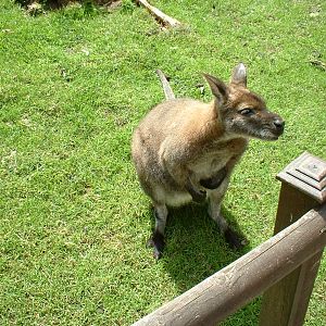 Bennett's wallaby at Combe Martin Wildlife Park, 10 June 2005