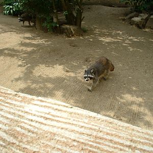 Raccoons at Combe Martin Wildlife Park, 10 June 2005