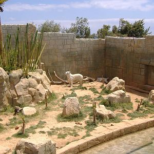 White Bengal tigers at Rancho Texas Park, Lanzarote, 29 April 2007