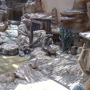 Raccoon at Rancho Texas Park, Lanzarote, 29 April 2007