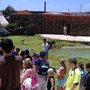 Birds of Prey at Rancho Texas Park, Lanzarote, 29 April 2007