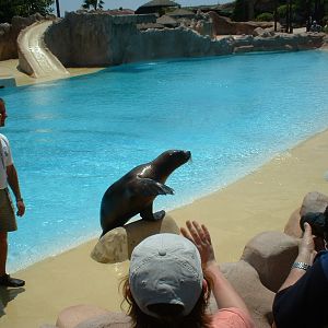 Californian sea lion at Rancho Texas Park, Lanzarote, 29 April 2007
