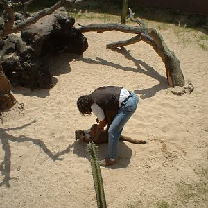 Keeper with young cougar/puma at Rancho Texas Park, Lanzarote, 29 April 200