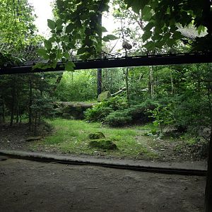 Rotterdam Zoo - Leopard exhibit