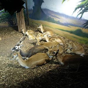 Rotterdam Zoo - Blackbucks
