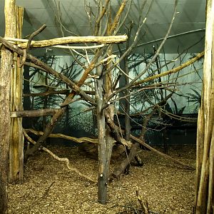 Rotterdam Zoo - Macaque indoor exhibit