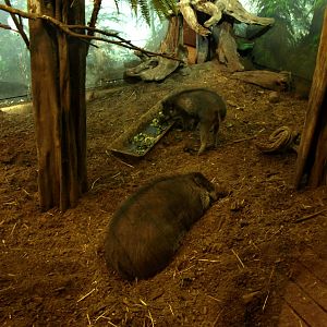 Rotterdam Zoo - Warty pig indoor exhibit