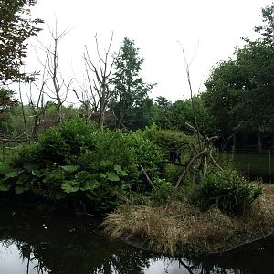 Rotterdam Zoo - Macaque island