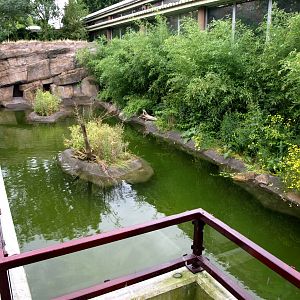 Rotterdam Zoo - Alligator exhibit