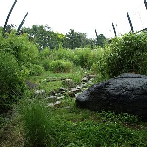 Rotterdam Zoo - Tiger Creek