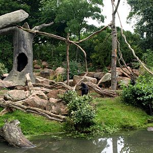 Rotterdam Zoo - Macaque island