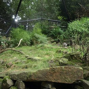Rotterdam Zoo - Pallas cat exhibit