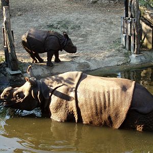 Rotterdam Zoo - Indian rhinoes
