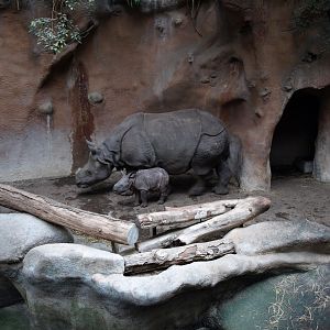 Rotterdam Zoo - Rhino indoor exhibit