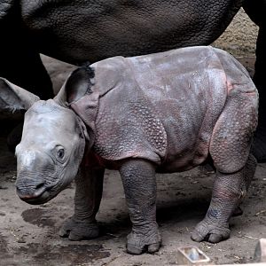 Rotterdam Zoo - Rhino baby