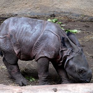 Rotterdam Zoo - Rhino baby