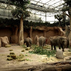 Rotterdam Zoo - Elephant indoor exhibit
