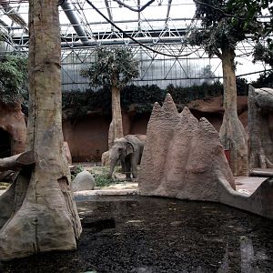 Rotterdam Zoo - Elephant indoor exhibit