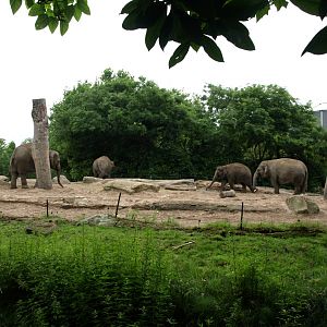 Rotterdam Zoo - Elephant paddock