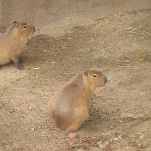 Capybara 1-23-09