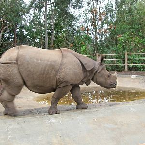 Greater Indian One-horned Rhinoceros 1-23-09