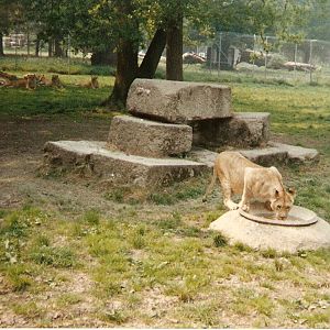 African lions at Windsor Safari Park, 20 May 1989