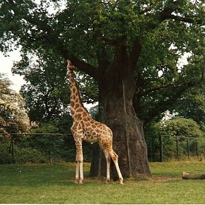 Giraffe at Windsor Safari Park, 20 May 1989