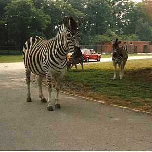 Zebras at Windsor Safari Park, 20 May 1989