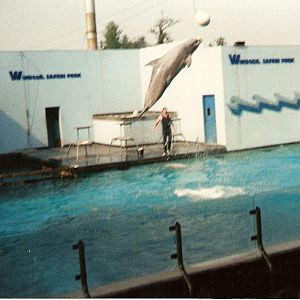 Dolphin at Windsor Safari Park, 20 May 1989
