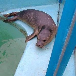 Common Seal at Hunstanton Sea Life Sanctuary, 9 September 2008
