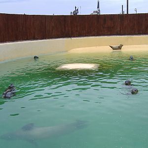 Common Seals at Hunstanton Sea Life Sanctuary, 9 September 2008
