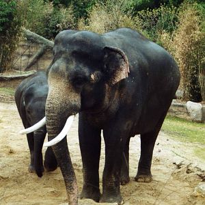 Mekong, elephant breeding Bull.