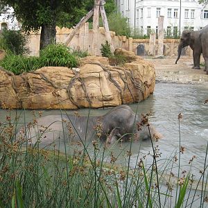 Mekong enjoying a bath
