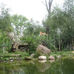 Tiger in the Tiger Taiga