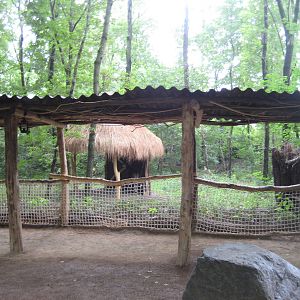 Second Okapi exhibit