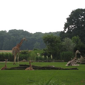Giraffes