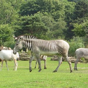 Grevy Zebra and scimitar horned oryx