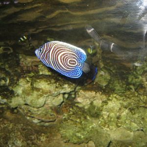Emperor Angelfish