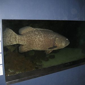 Queensland Grouper