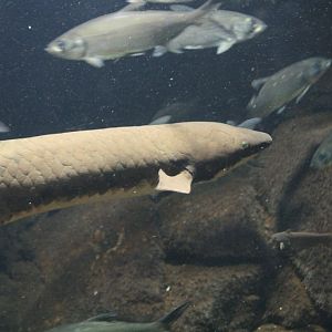 Lungfish