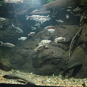 Northern Australian River exhibit
