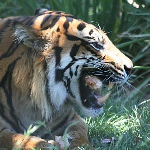Tiger crunching on a bone