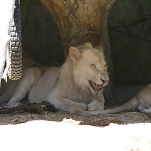 White Lion